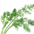 Anethum graveolens
